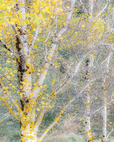 Gulin, Sylvia 아티스트의 USA-Washington State-Bellevue birch trees with golden fall colors작품입니다.